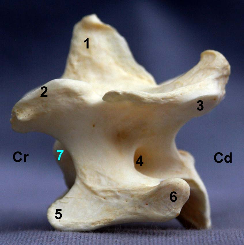 Vertèbres cervicales III IV V de chien vue latéral