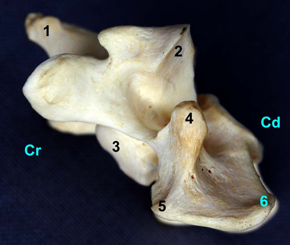 Vertèbre cervicale VI de chien vue latérale