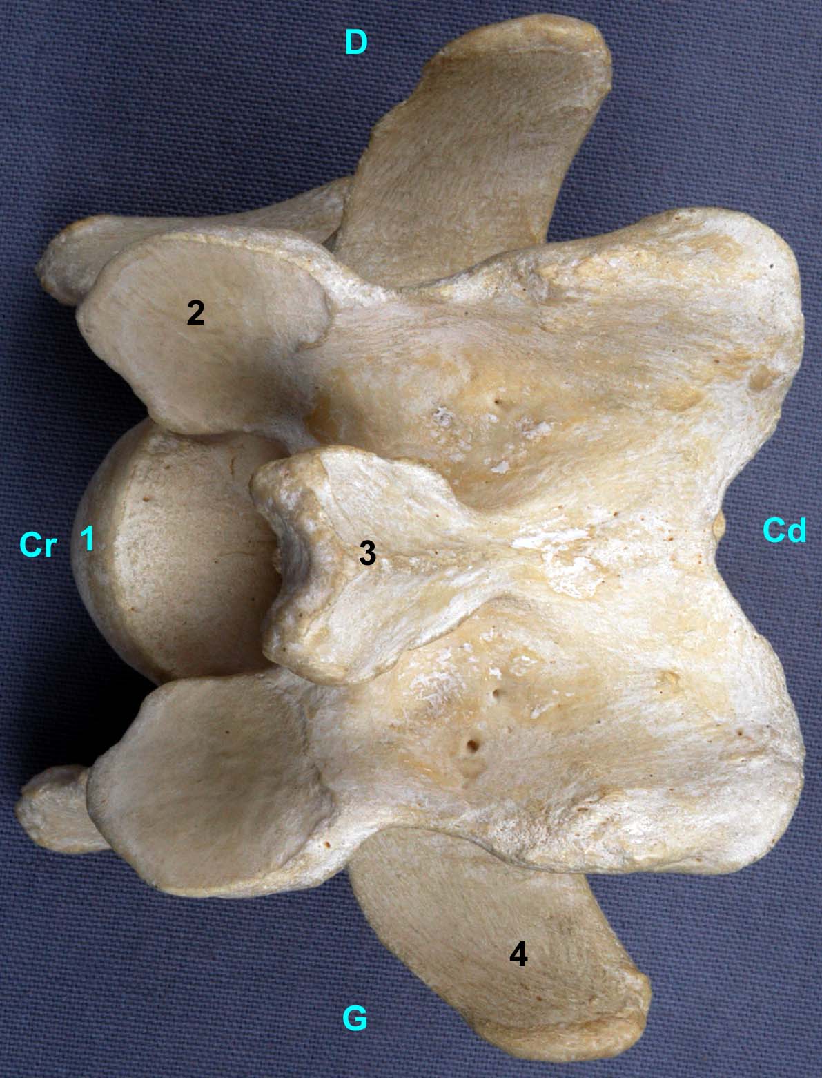 Vertèbres cervicales III IV V de bovin vue dorsale