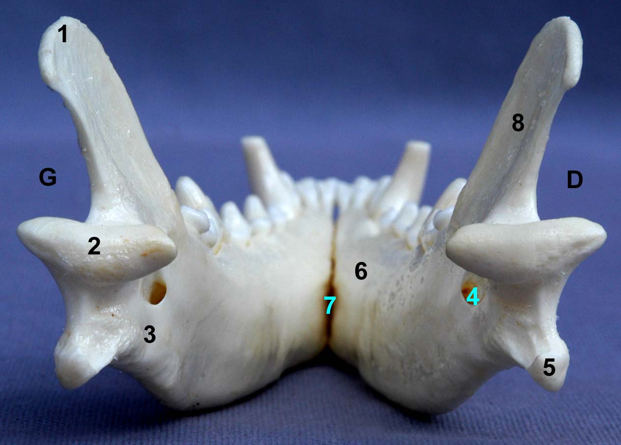 mandibule de chien vue caudale