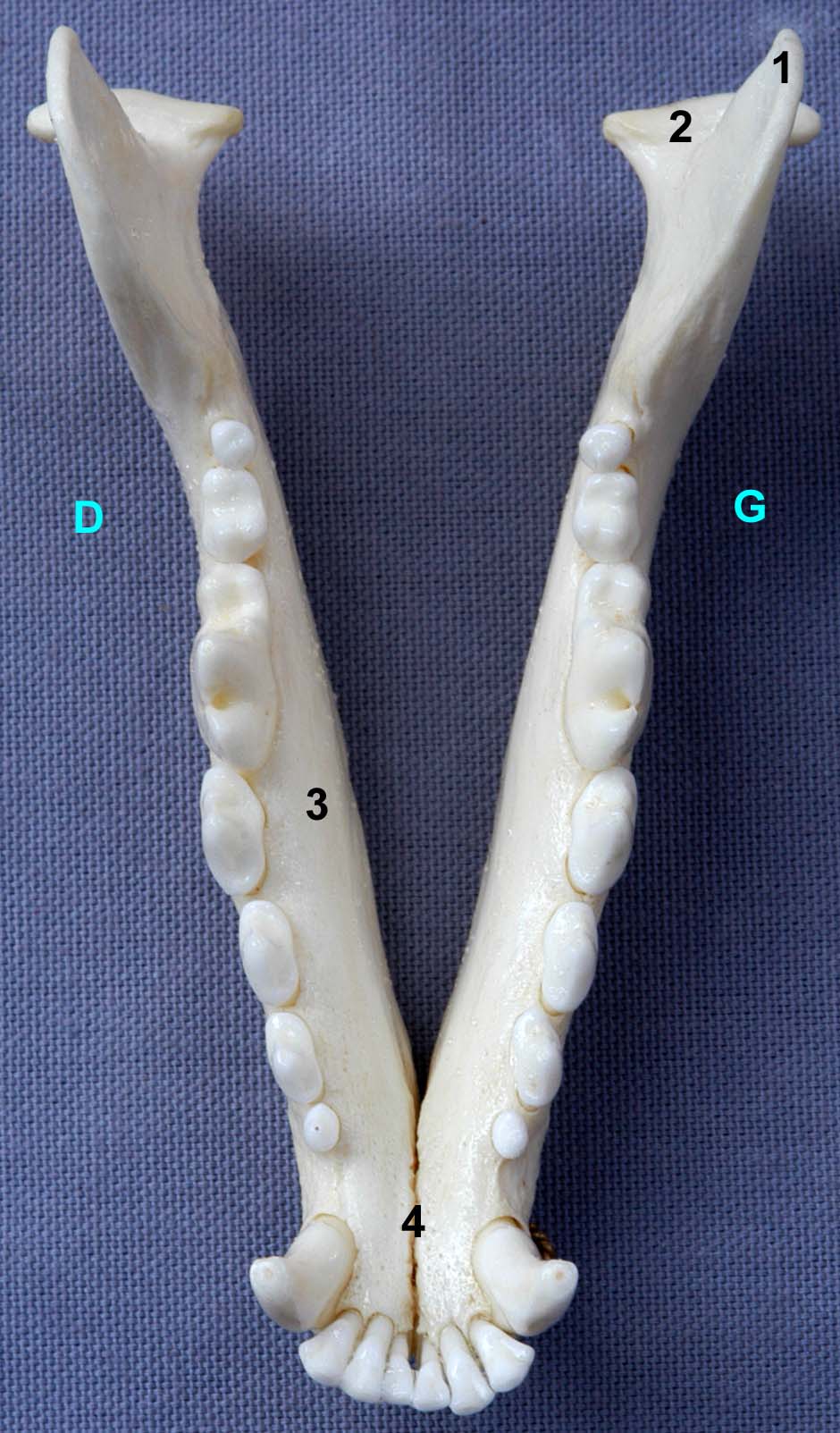 mandibule de chien vue dorsale