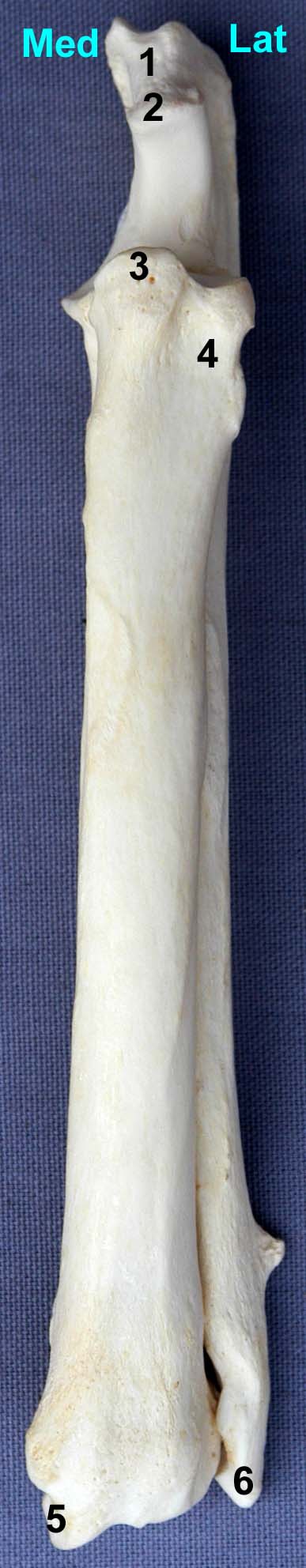 radius-ulna de chien vue dorsale