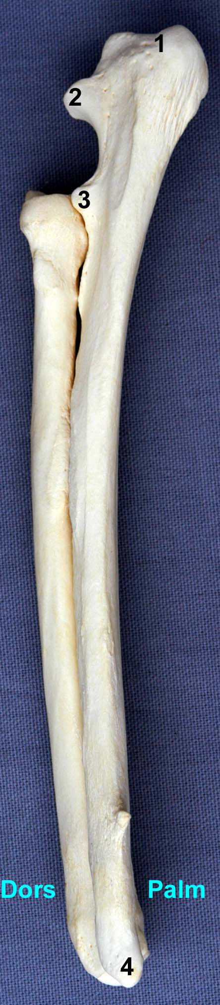 radius-ulna de chien vue latérale