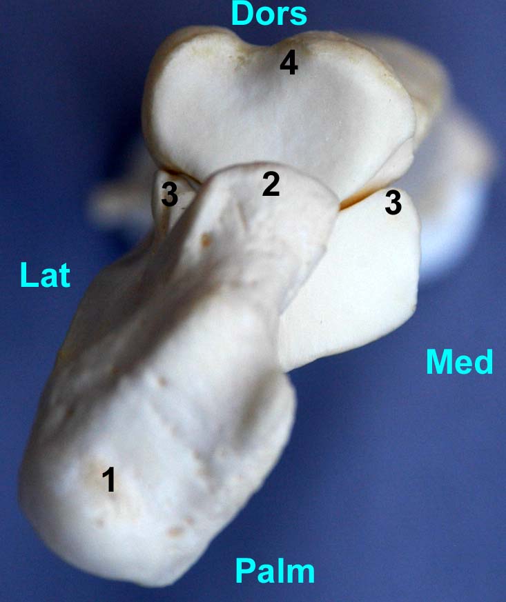 radius-ulna de chien vue proximale