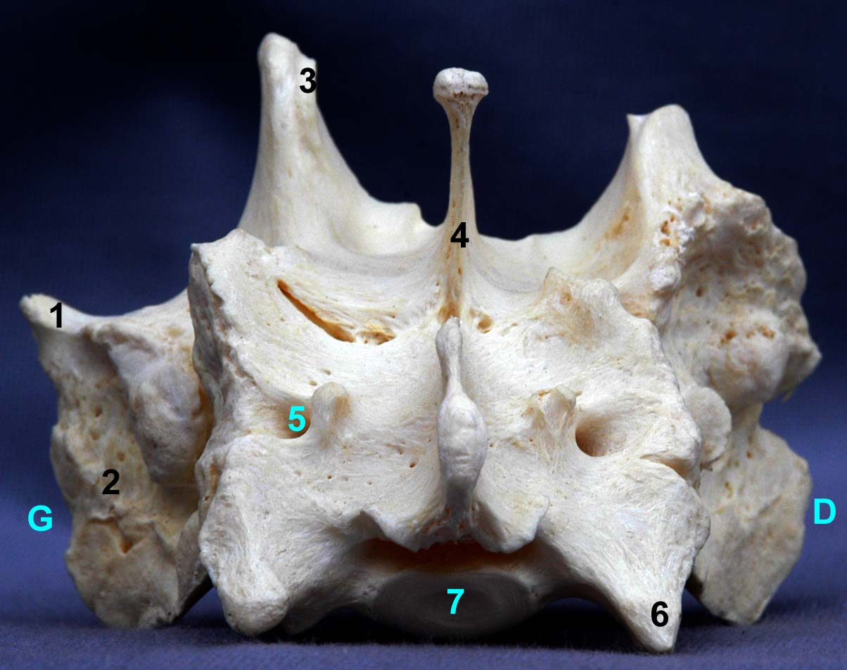 os sacrum de chien vue caudale