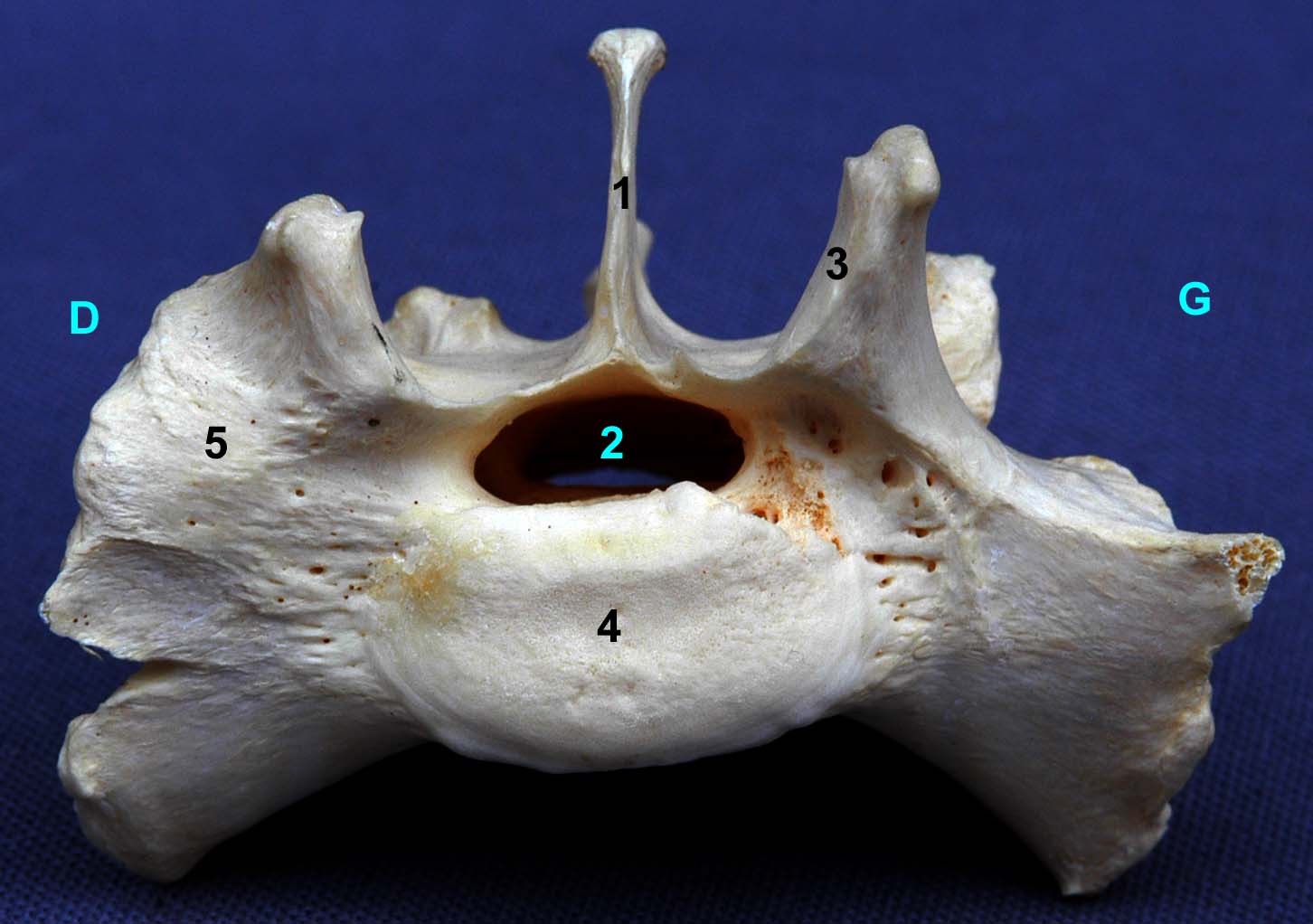 os sacrum de chien vue crâniale