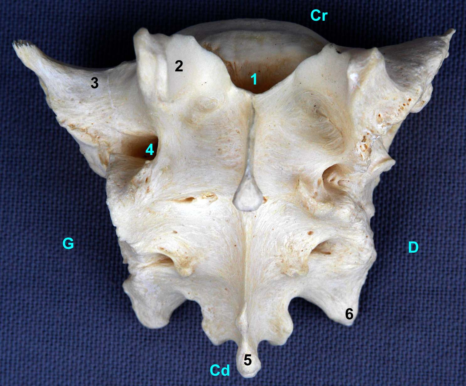 os sacrum de chien vue dorsale