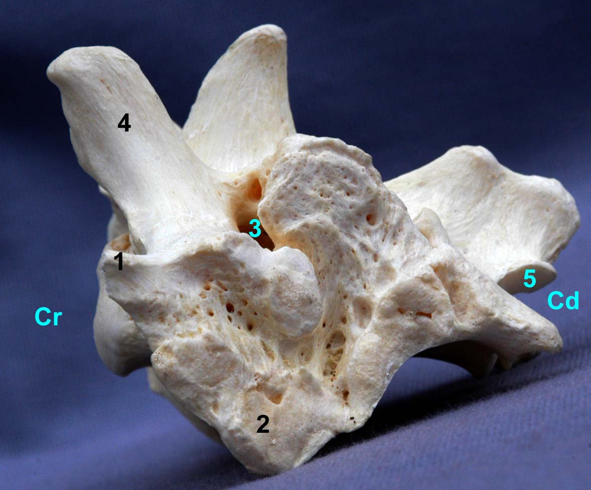 os sacrum de chien vue latérale
