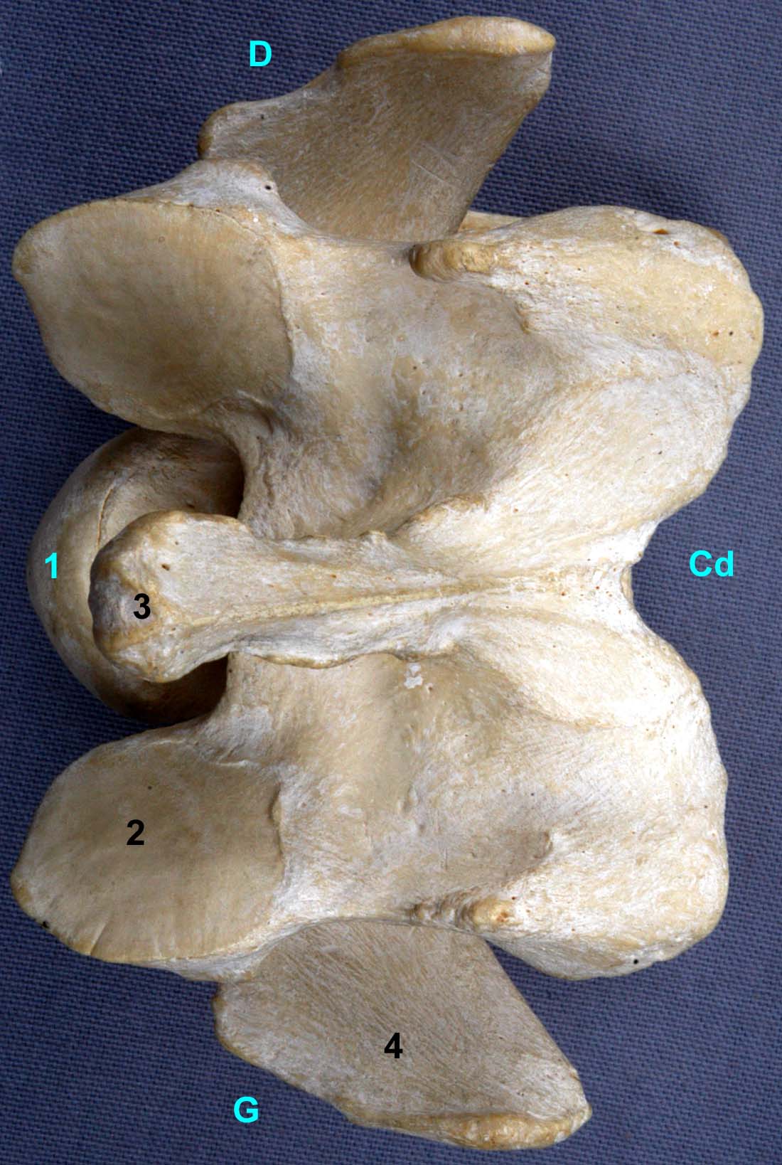 Vertèbre cervicale VI de bovin vue dorsale