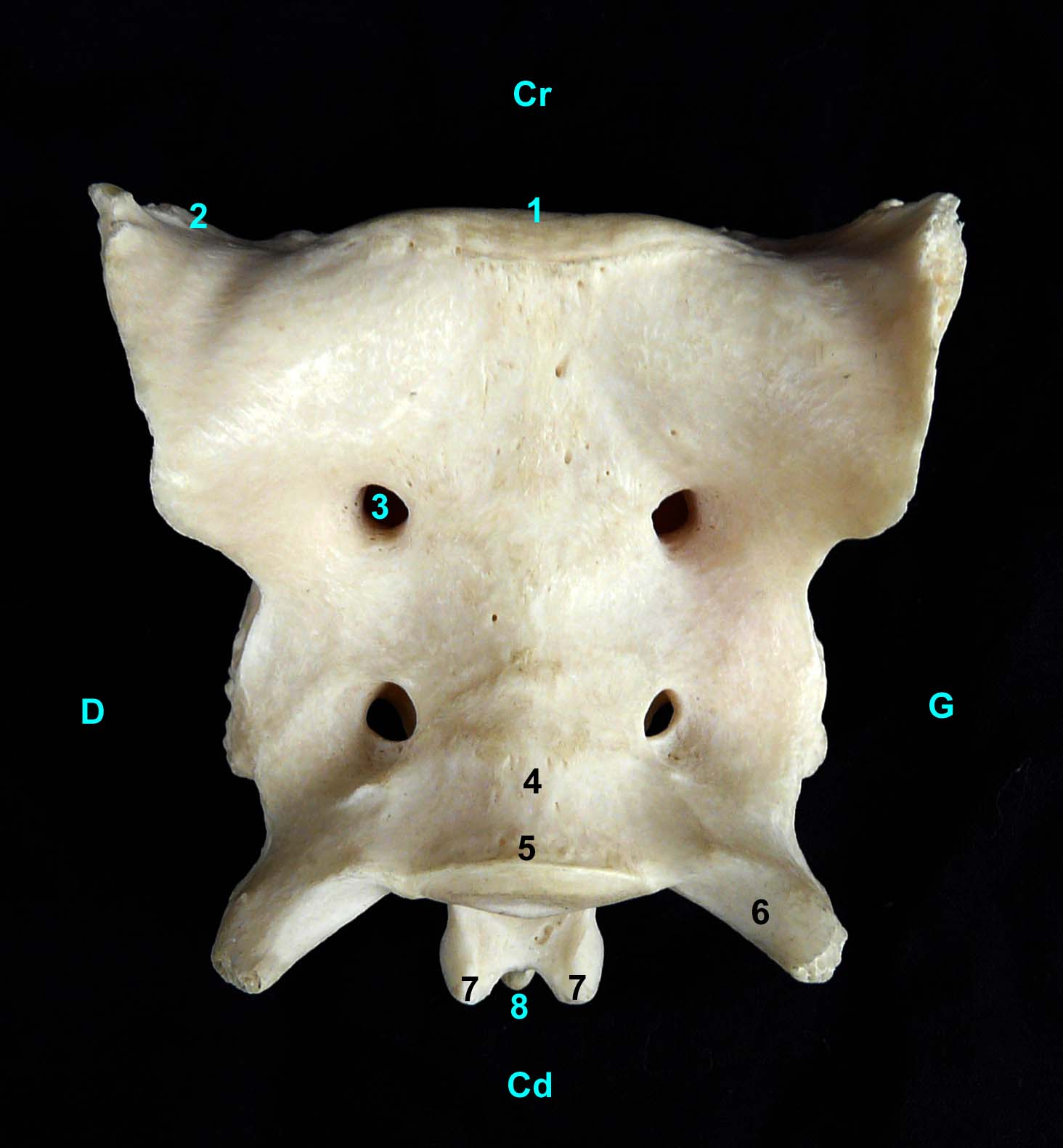 os sacrum de chien vue ventrale