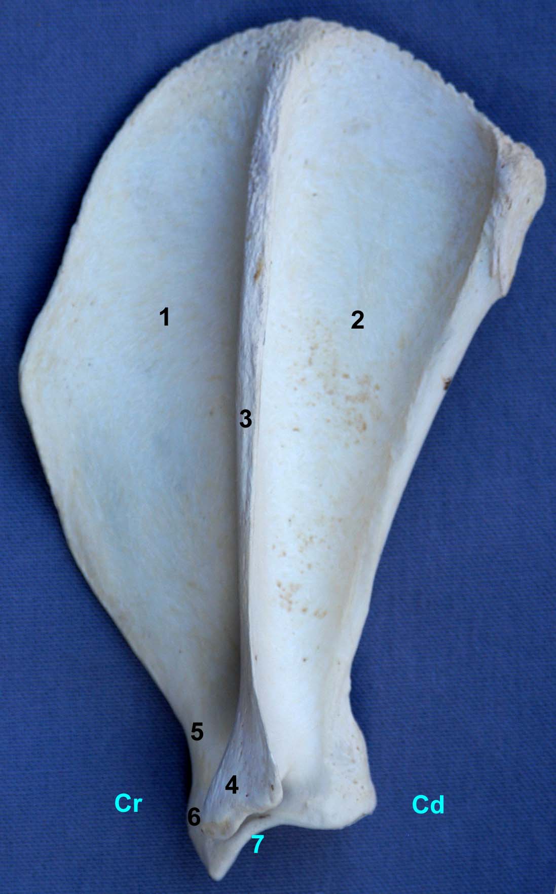 scapula de chien vue latérale