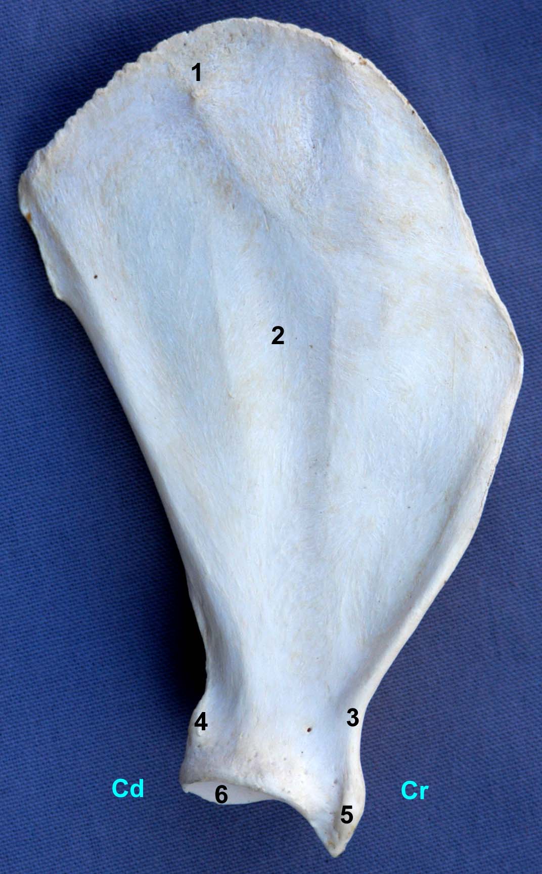 scapula de chien vue médiale
