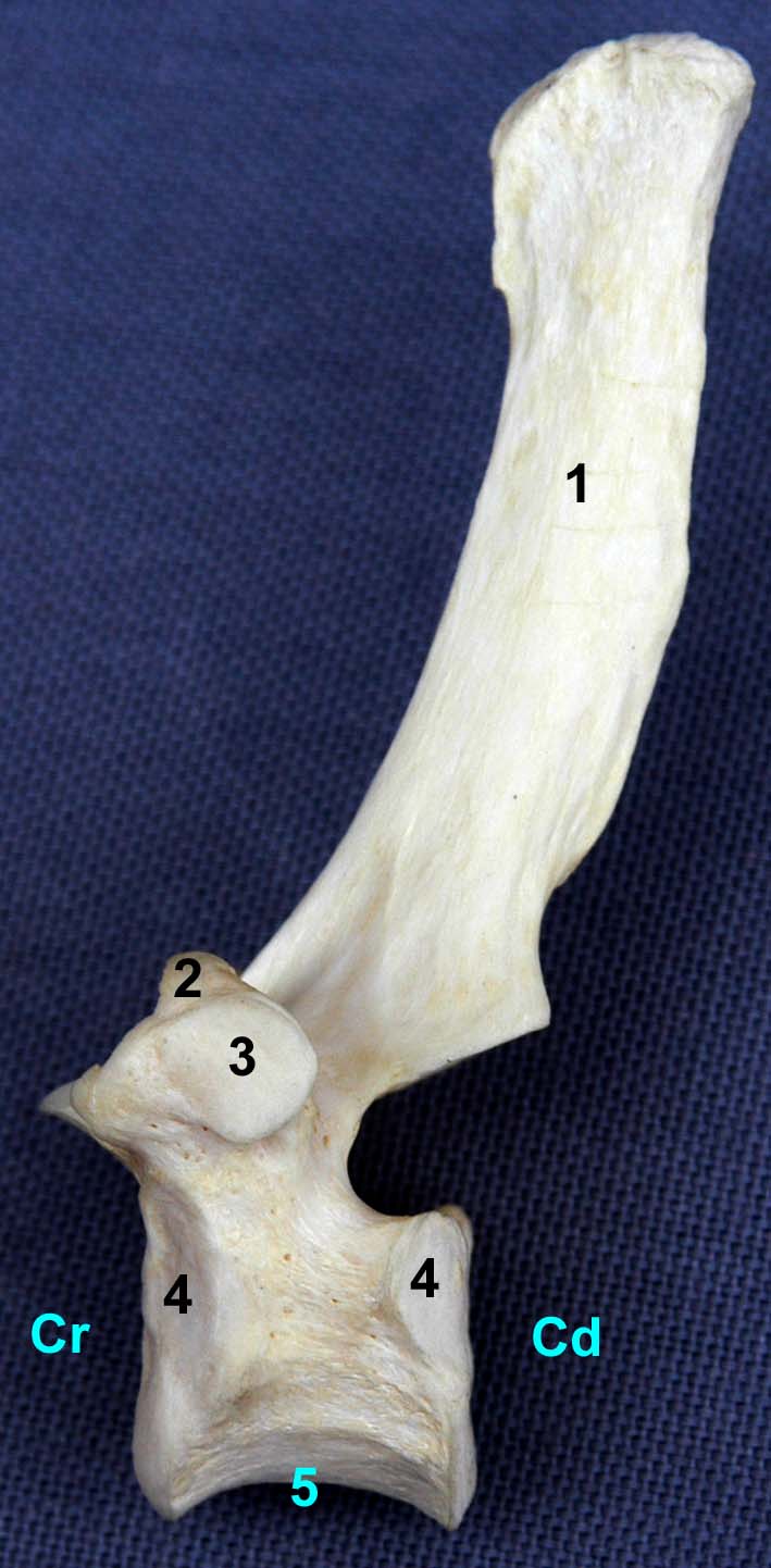 vertèbre thoracique de chien vue latérale