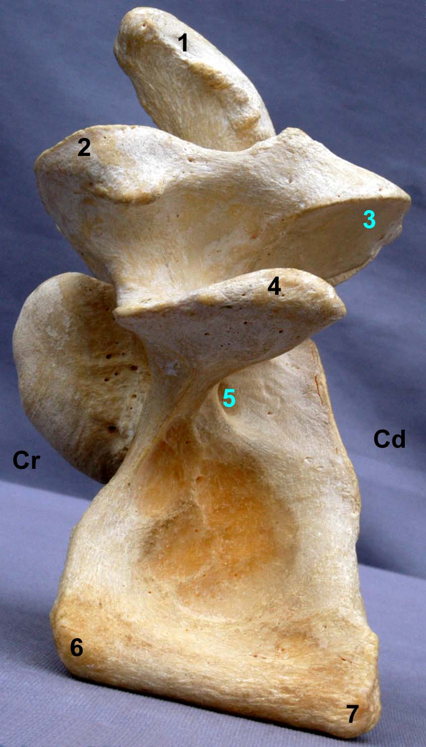 Vertèbre cervicale VI de bovin vue latérale