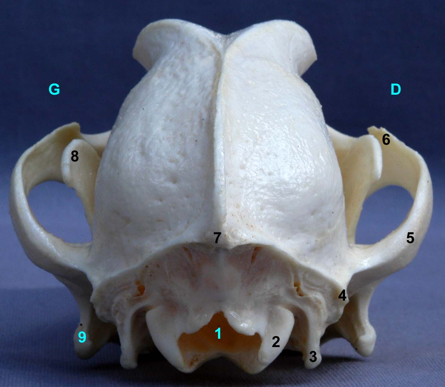 tête osseuse et mandibules de chien face nuchale