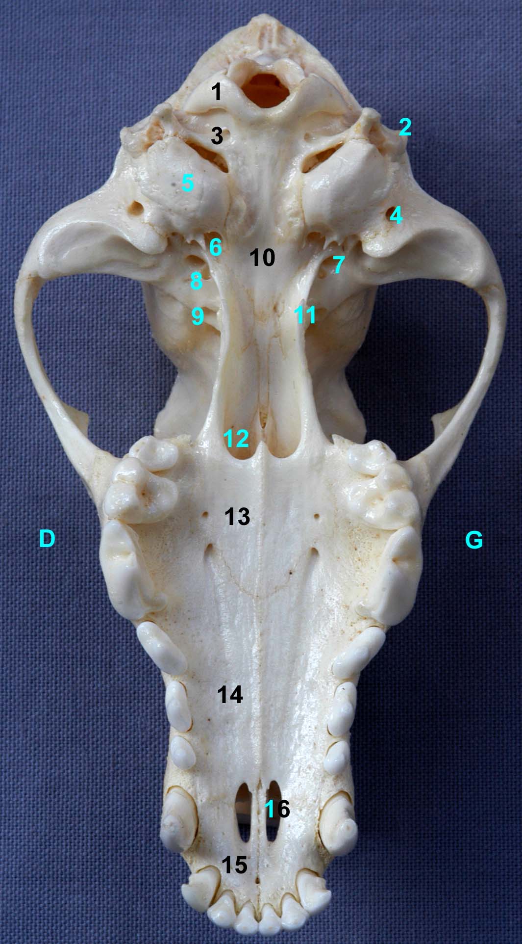 tête osseuse de chien vue ventrale