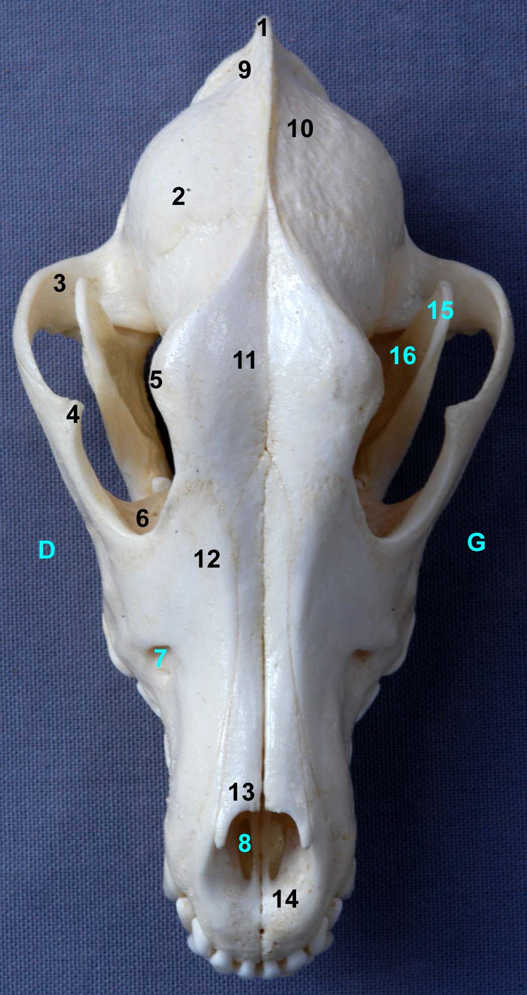 tête osseuse de chien vue dorsale
