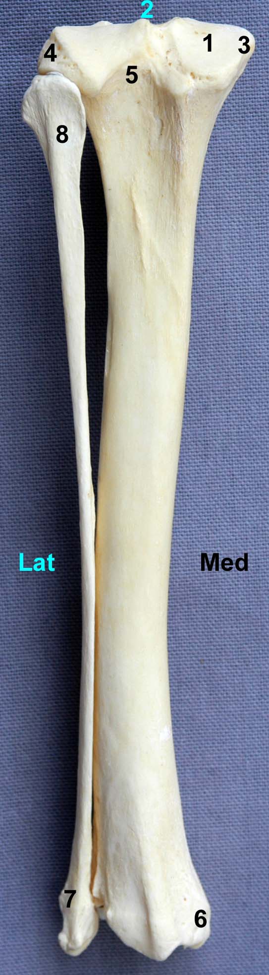 tibia de chien vue caudale