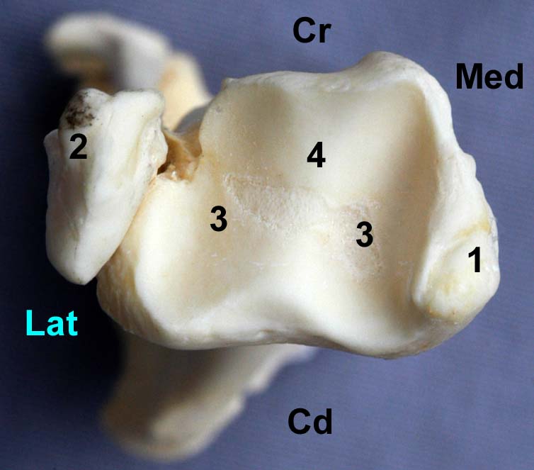 tibia de chien vue distale