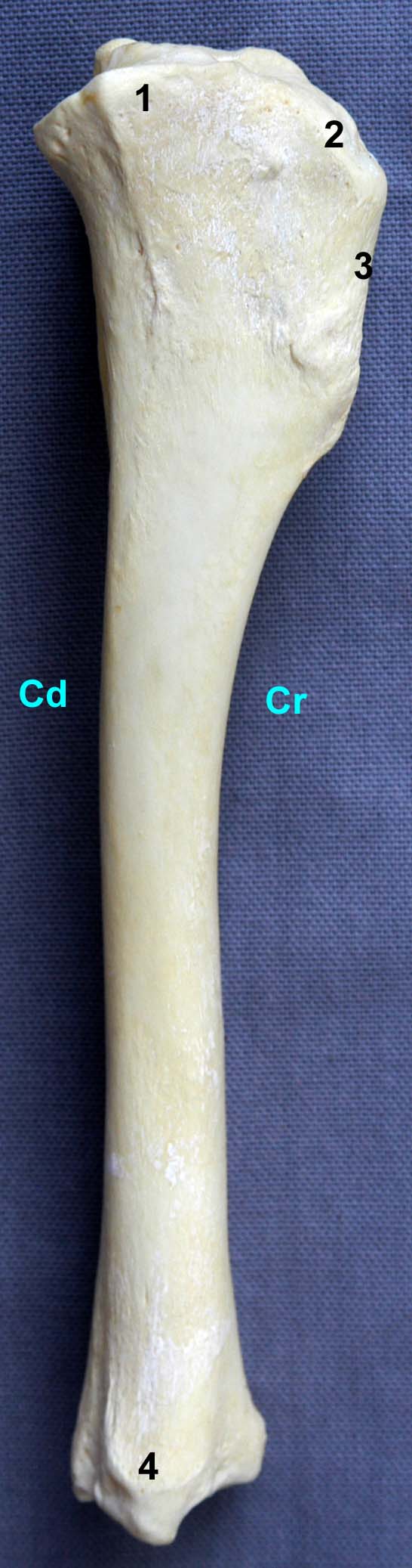 tibia de chien vue médiale