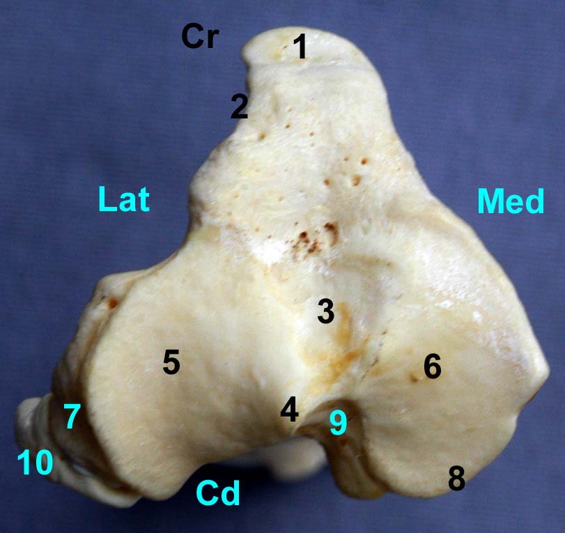 tibia de chien vue proximale