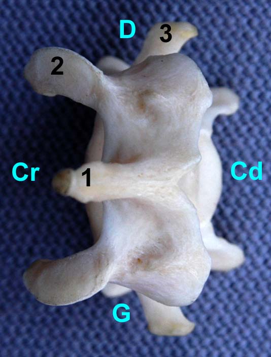 Vertèbre cervicale VI de chat vue dorsale
