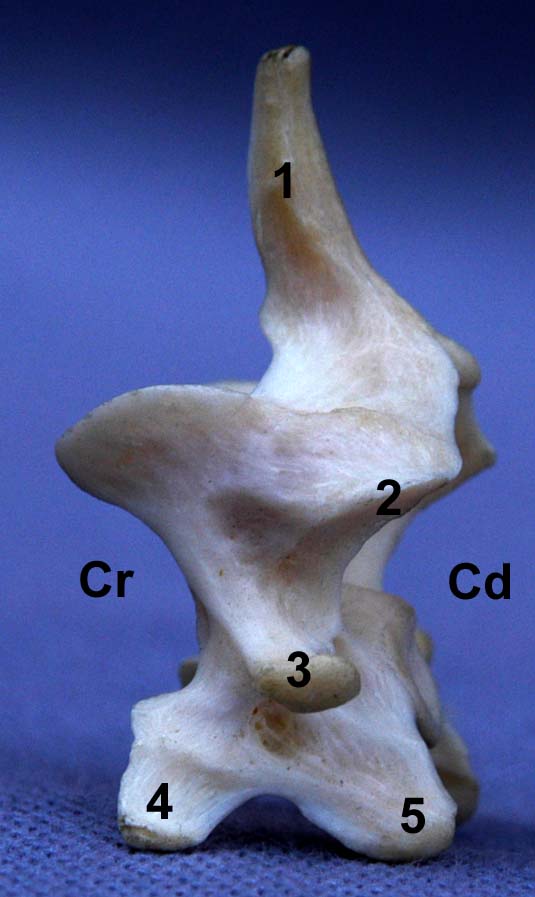 Vertèbre cervicale VI de chat vue latérale