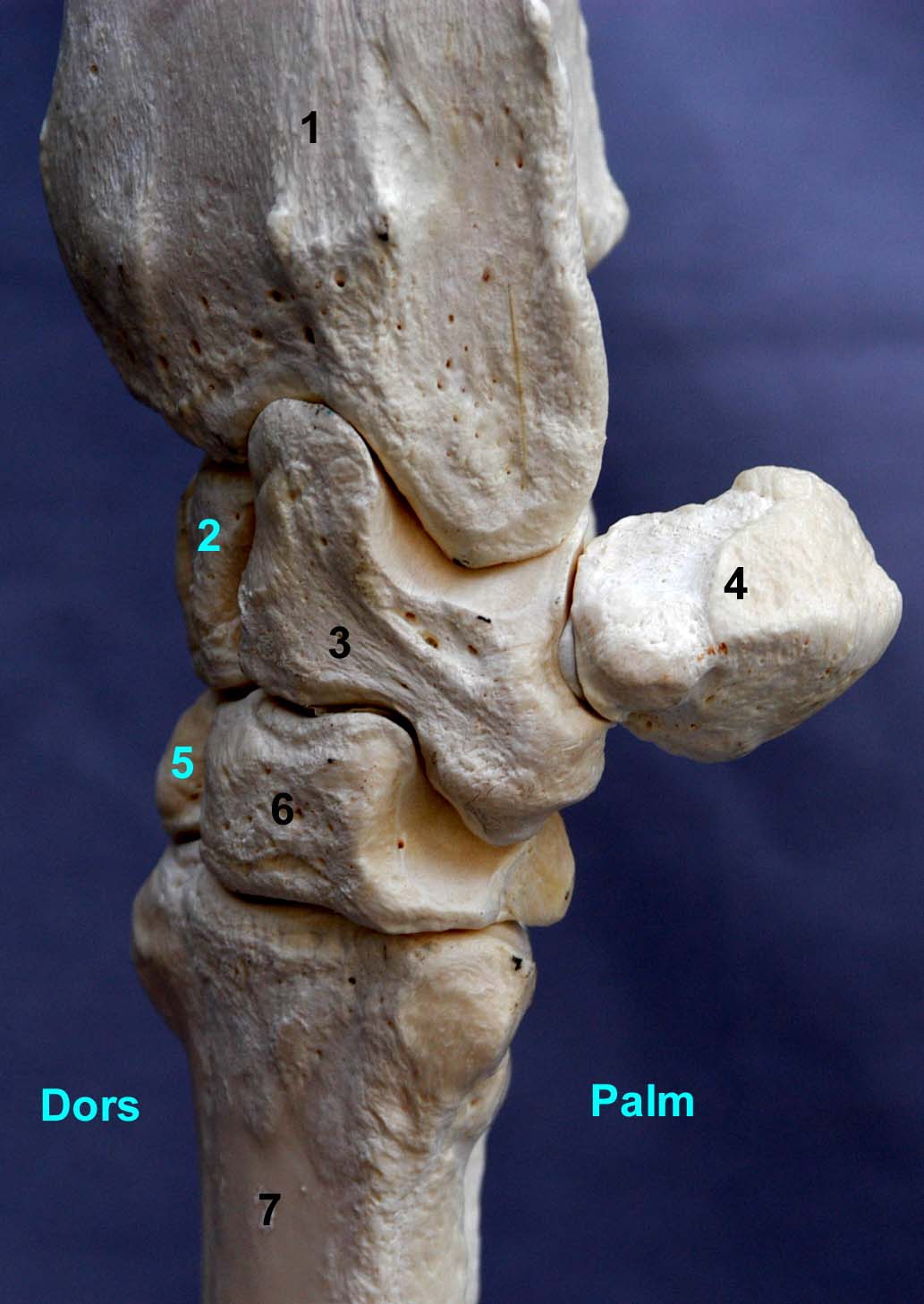 carpe de bovin vue latérale