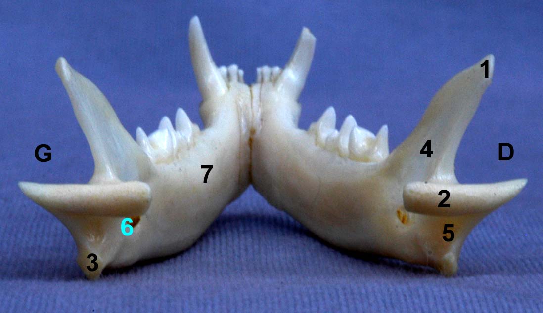 mandibule de chat vue caudale