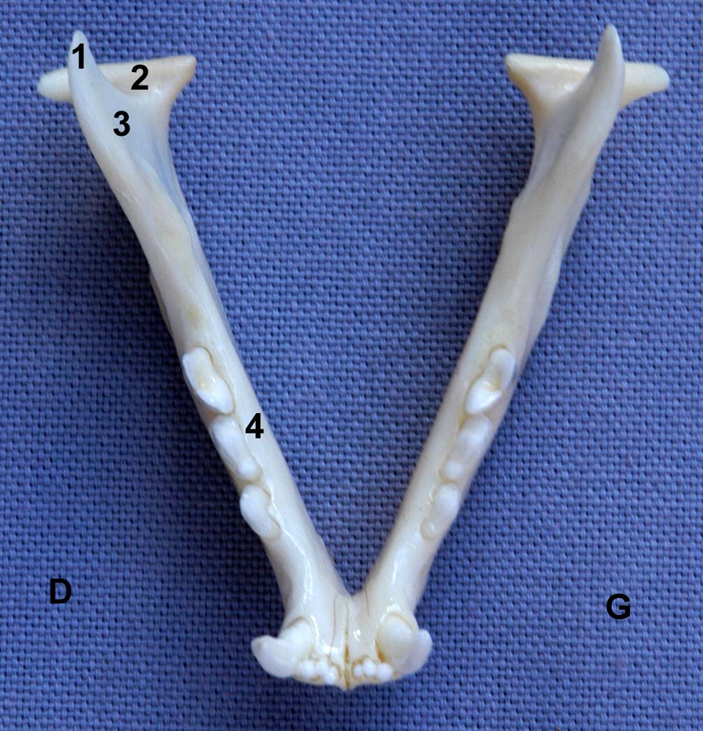 mandibule de chat vue dorsale