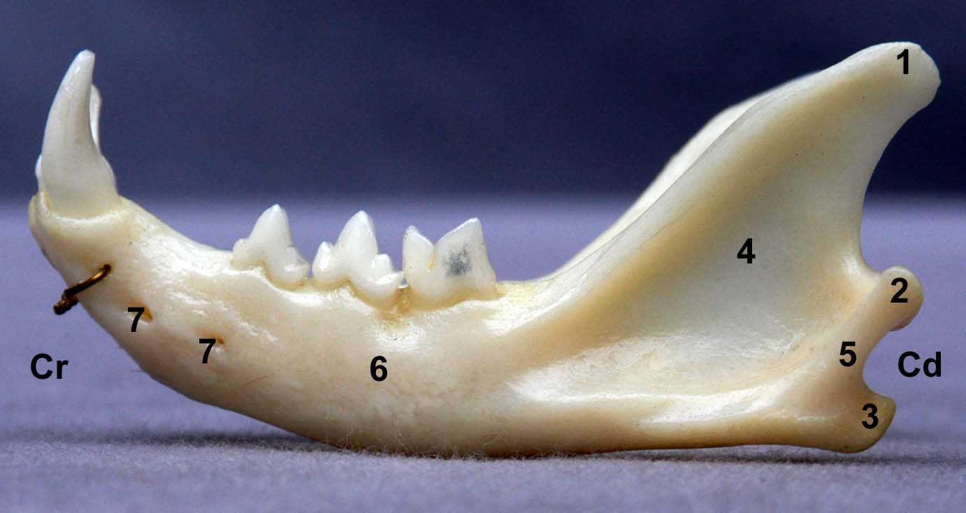 mandibule de chat vue latérale