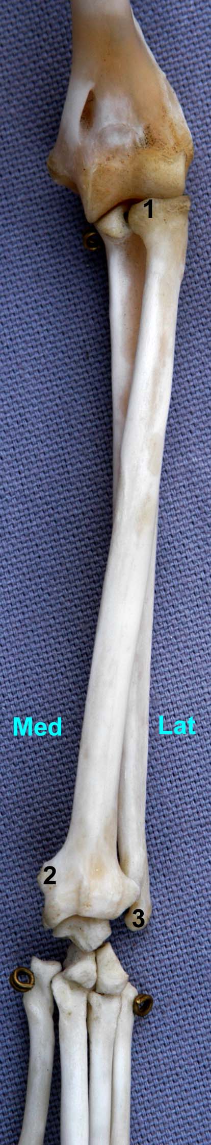 radius-ulna de chat vue dorsale