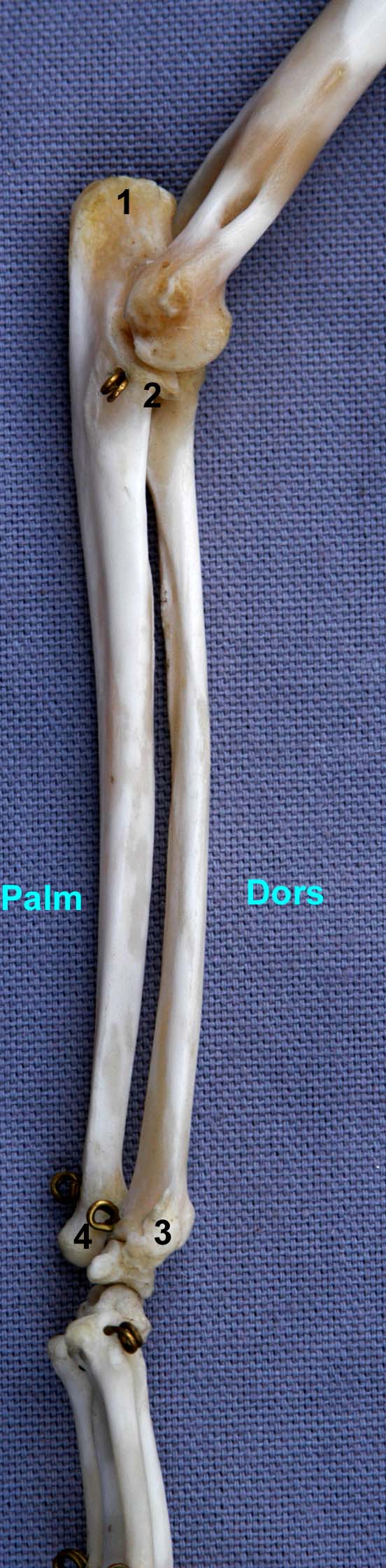 radius-ulna de chat vue médiale