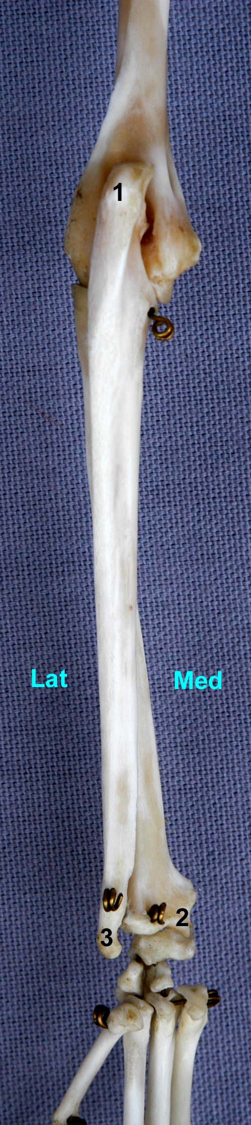 radius-ulna de chat vue palmaire