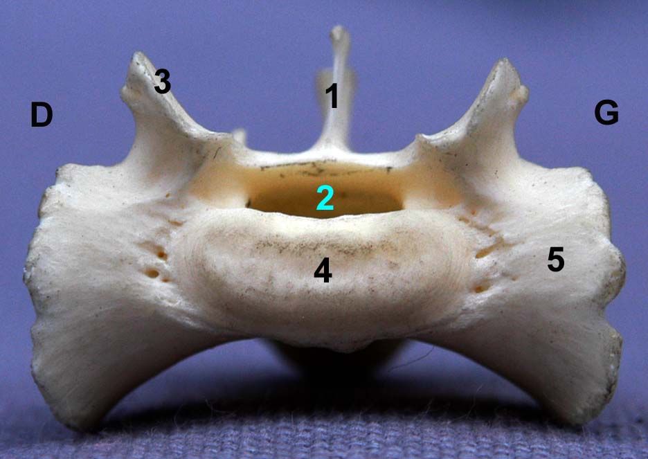 os sacrum de chat vue crâniale