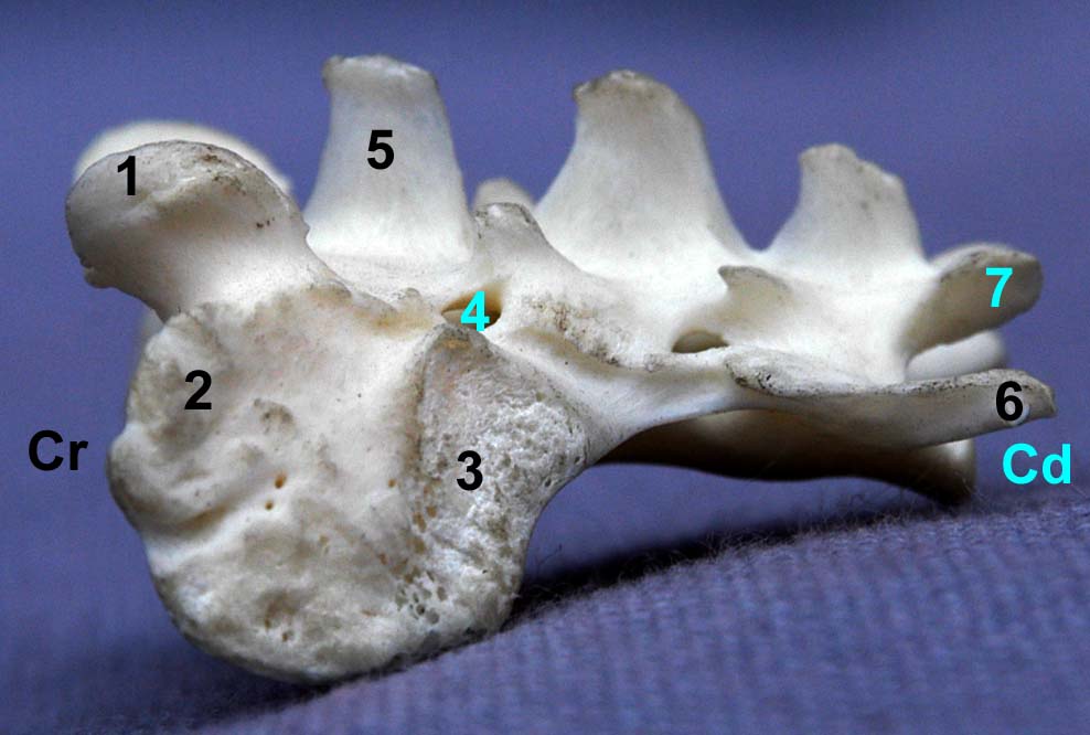 os sacrum de chat vue latérale