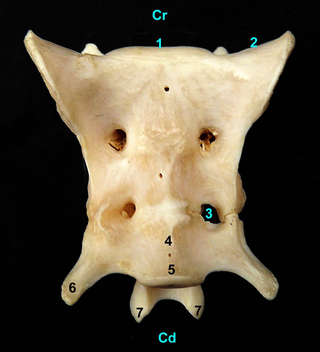 os sacrum de chat vue ventrale
