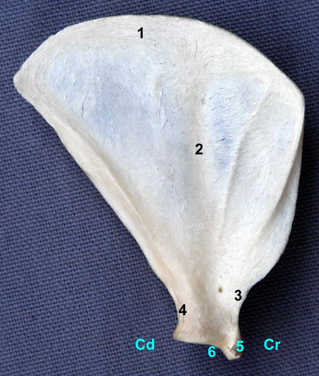 scapula de chat vue médiale