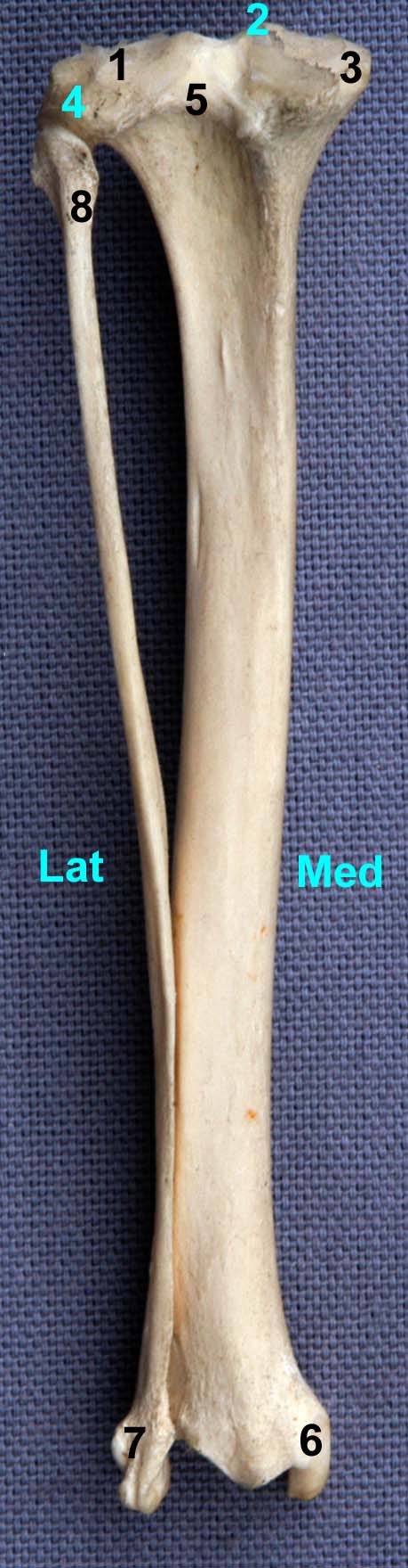 tibia de chat vue caudale
