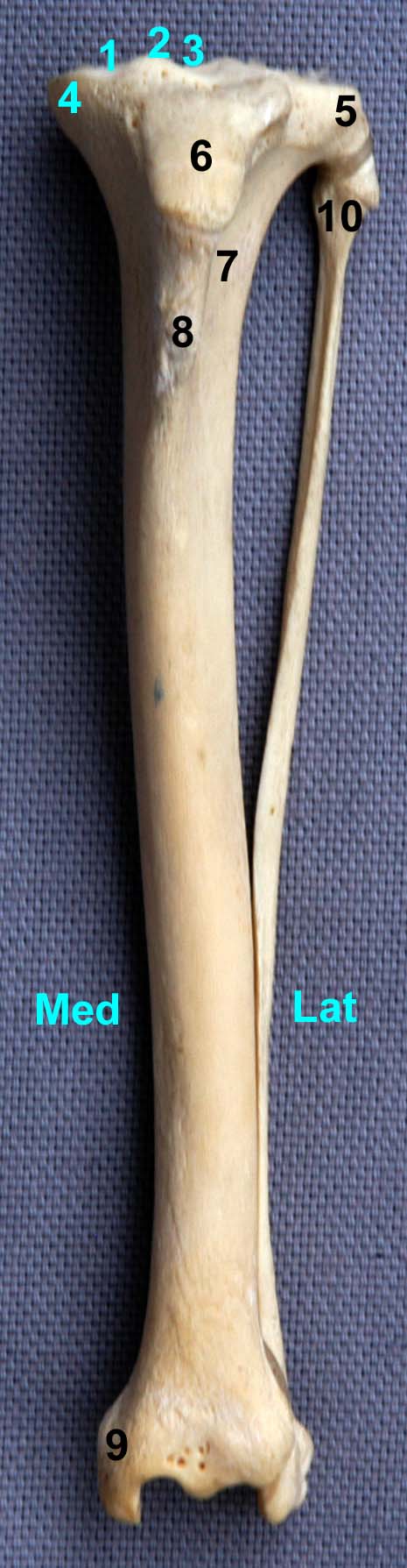 tibia de chat vue crâniale