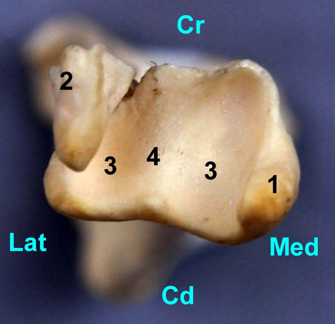 tibia de chat vue distale