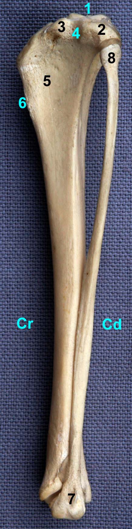 tibia de chat vue latérale