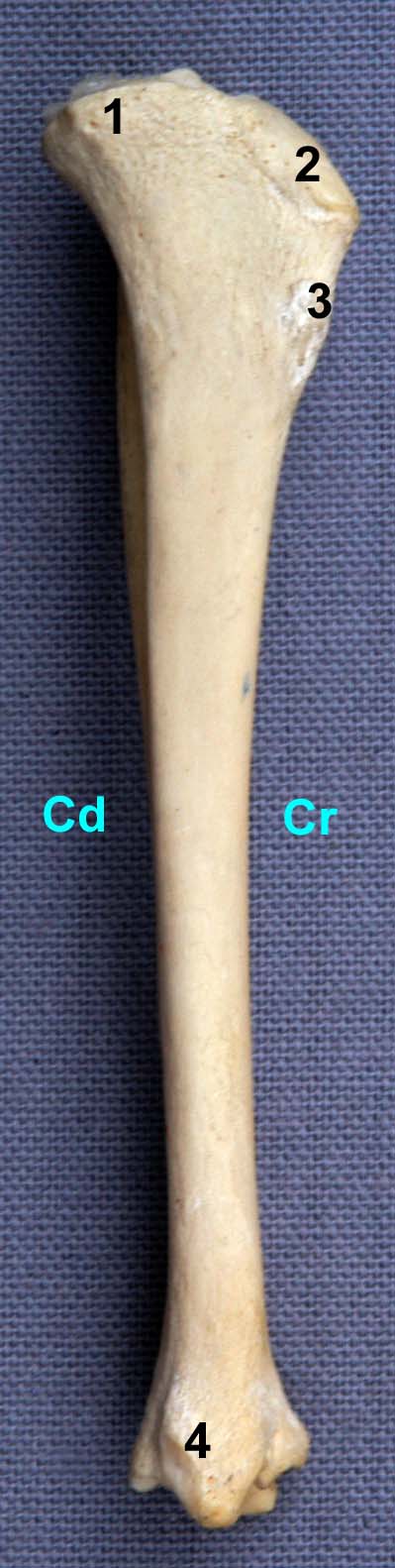 tibia de chat vue médiale