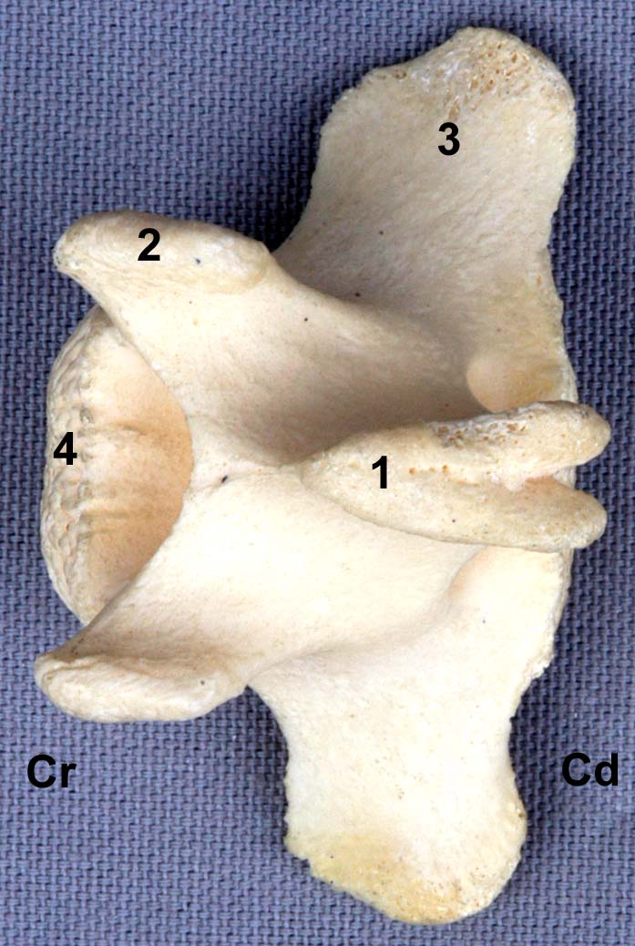 Vertèbre caudale de bovin vue dorsale