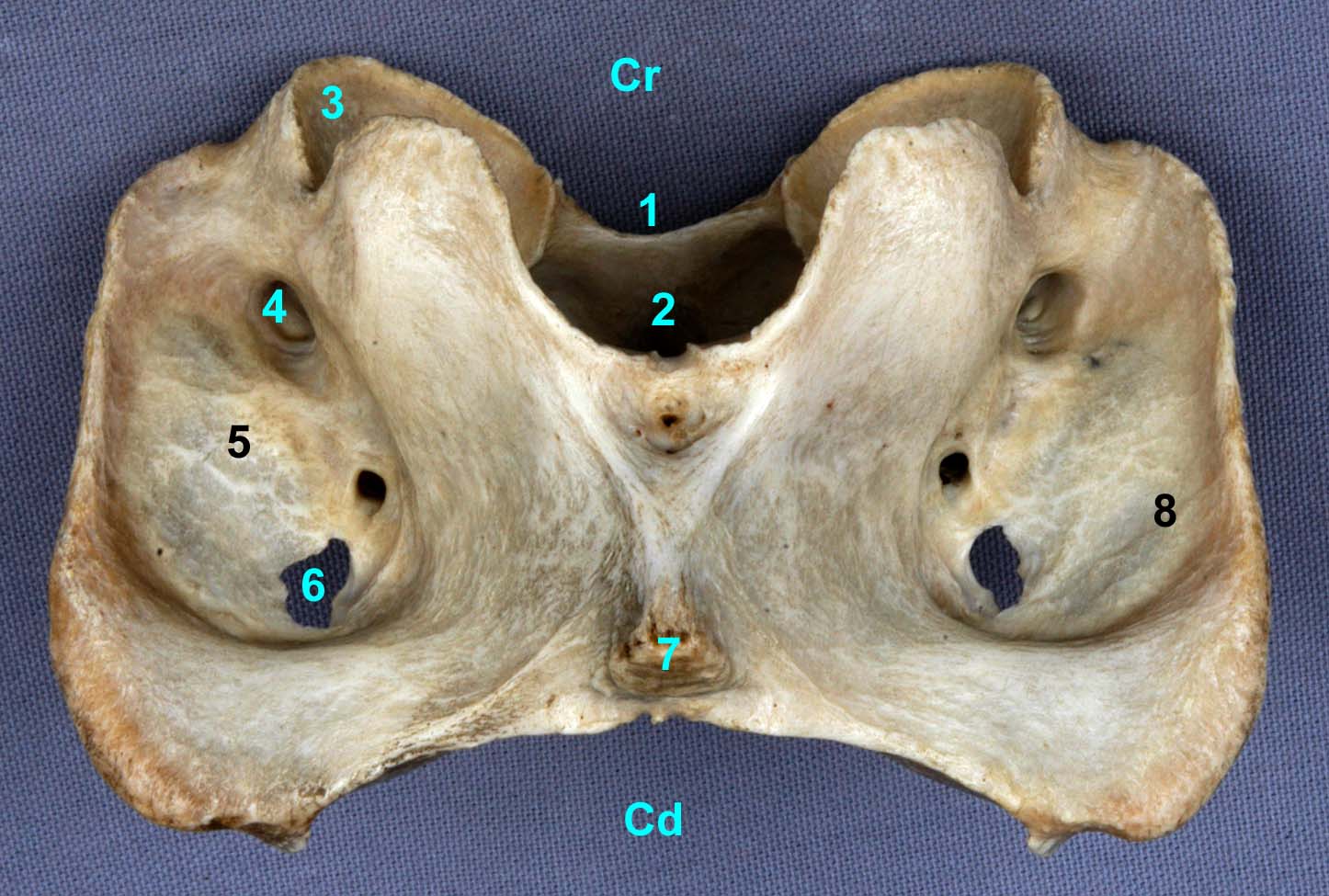 Atlas de cheval vue ventrale