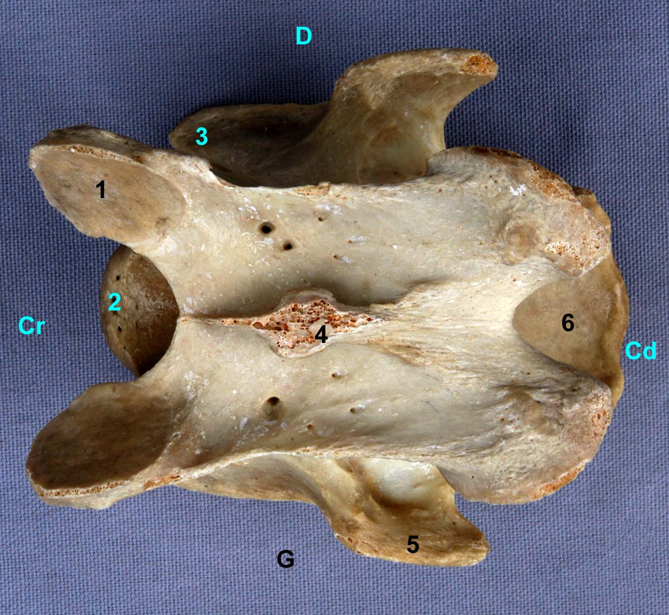 Vertèbres cervicales III IV V de cheval vue dorsal