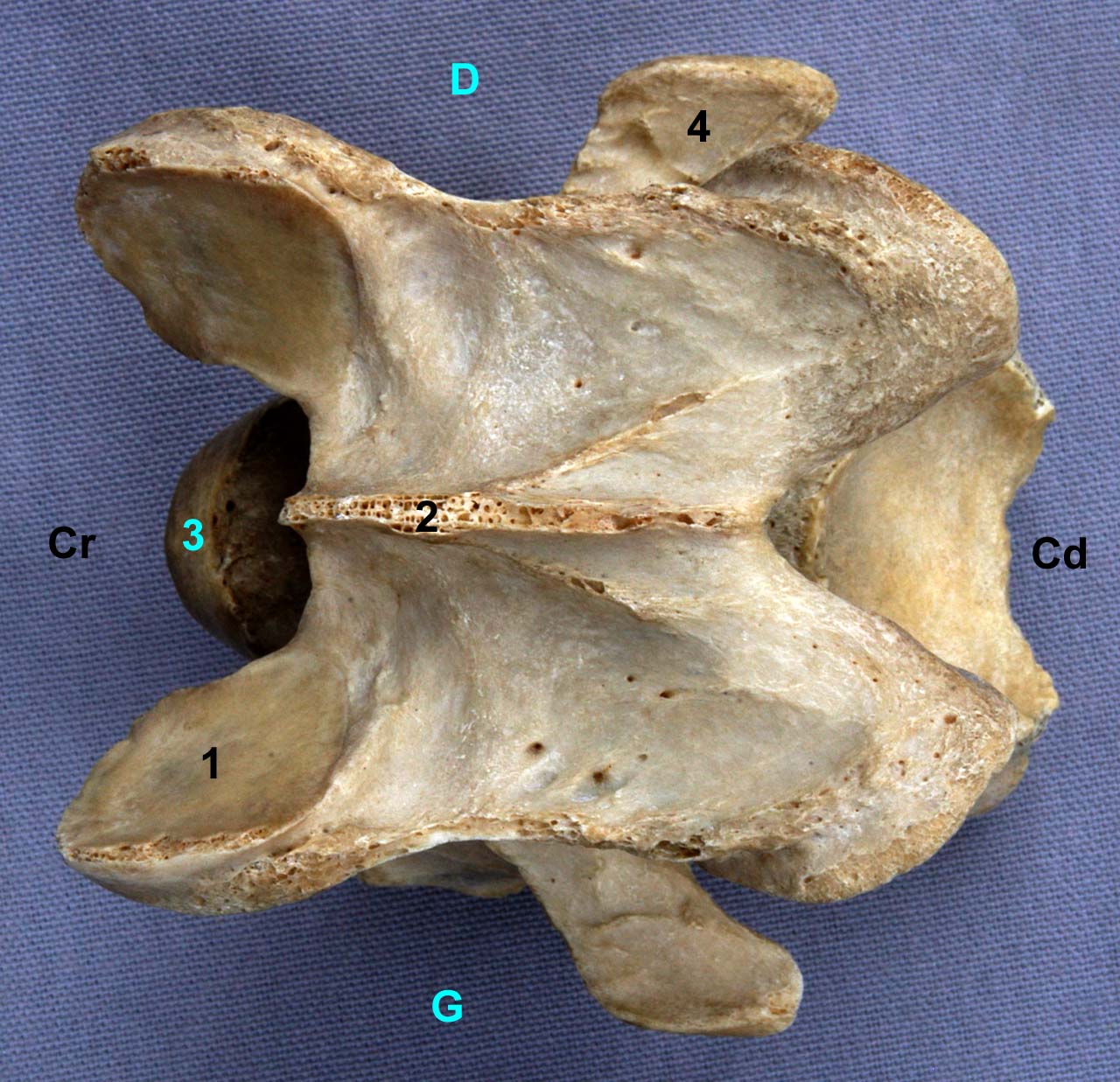 Vertèbre cervicale VI de cheval vue dorsale