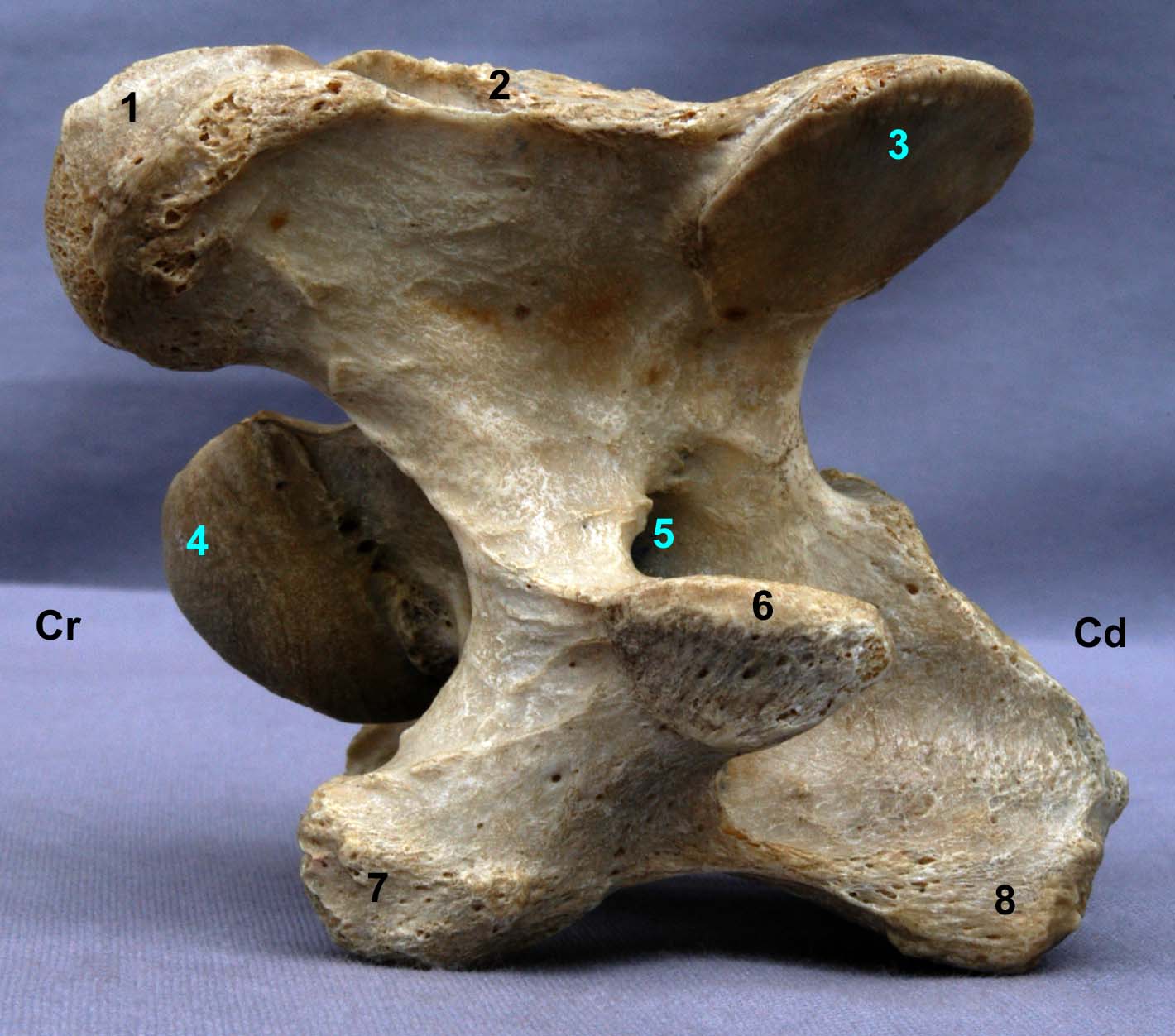 Vertèbre cervicale VI de cheval vue latérale