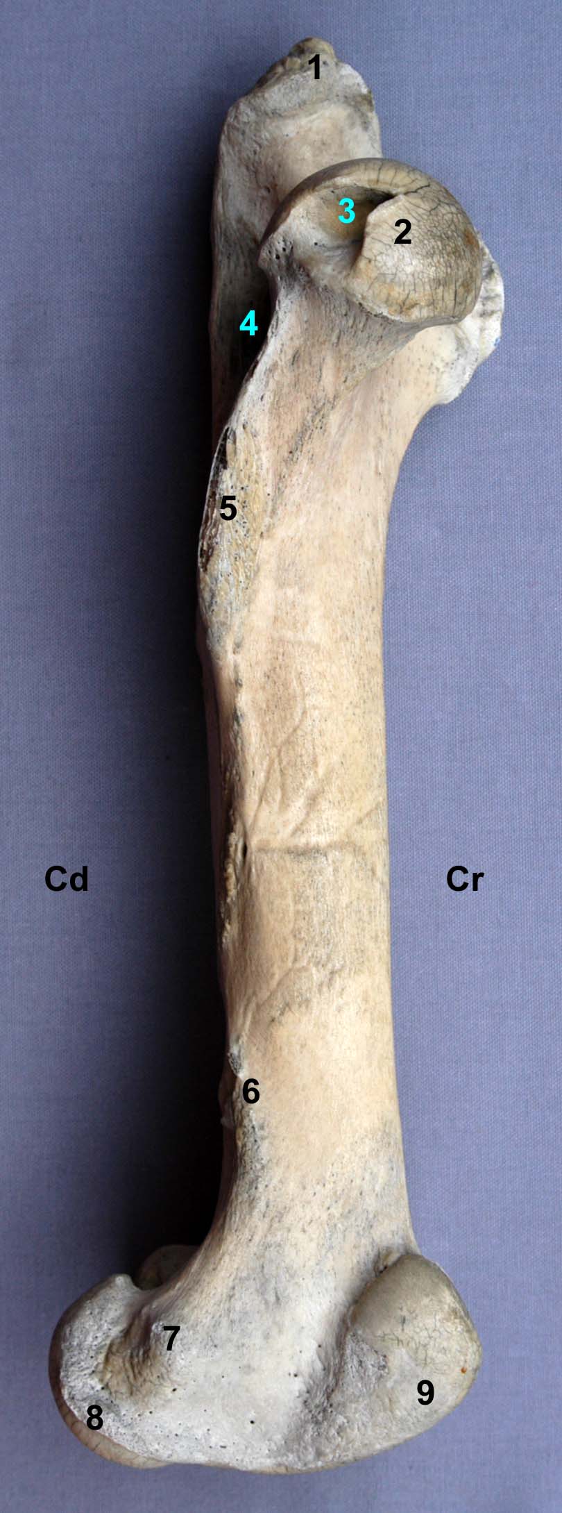 fémur de cheval vue médiale