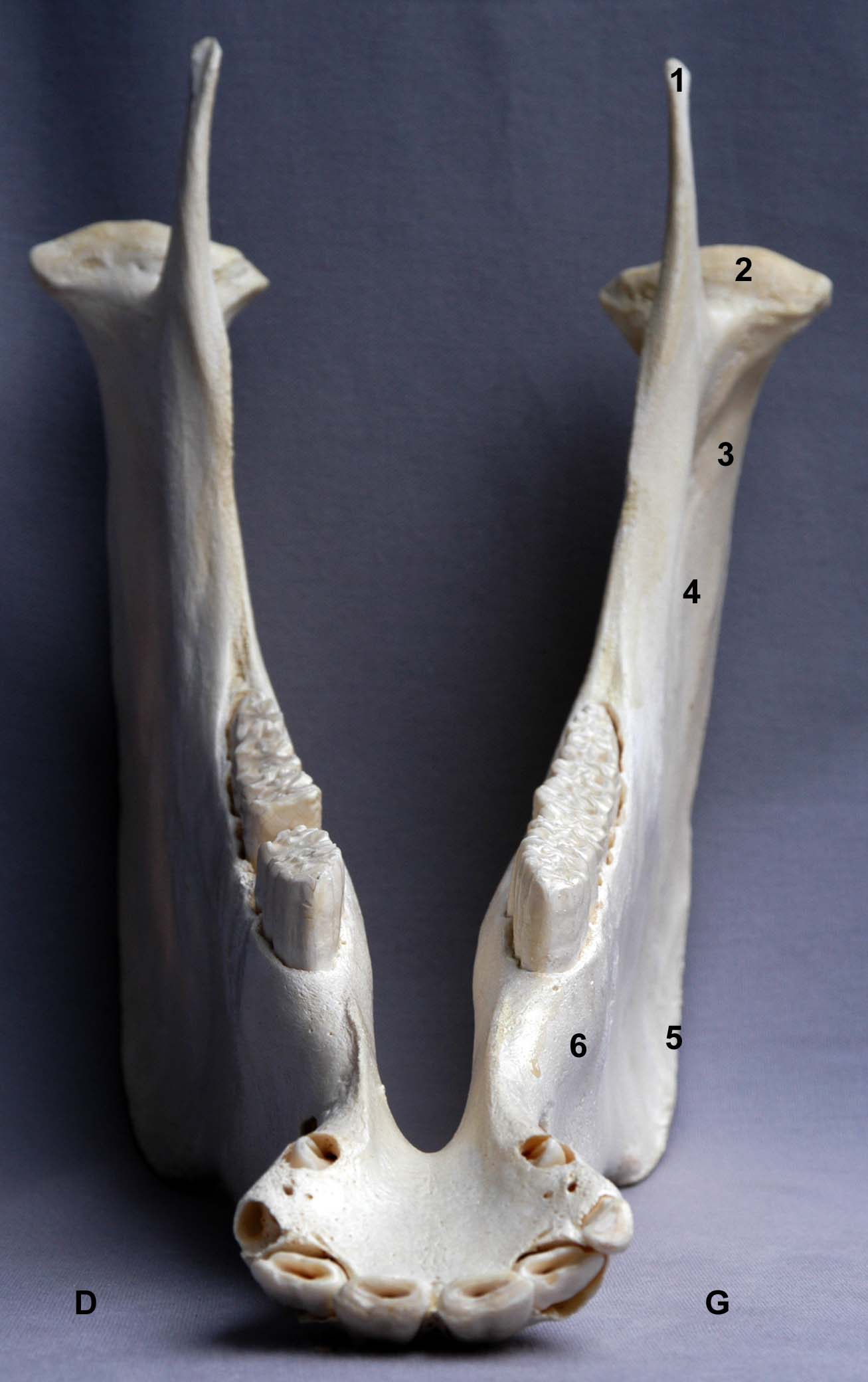 mandibule de cheval vue rostrale